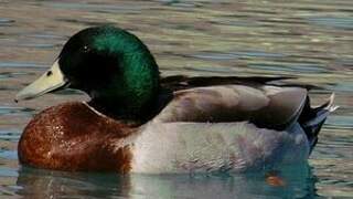 Mallard