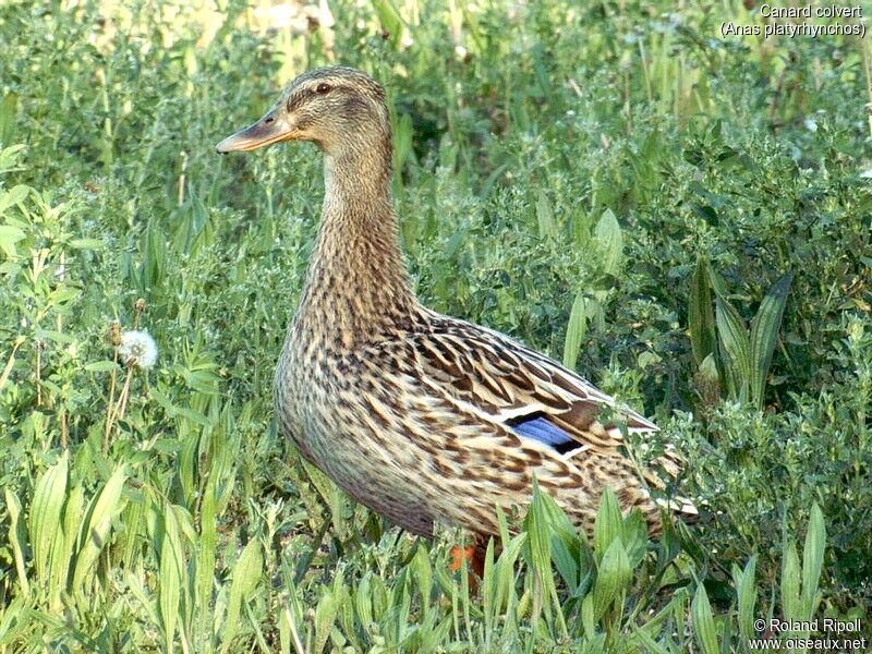 Mallard