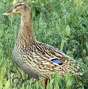 Canard colvert