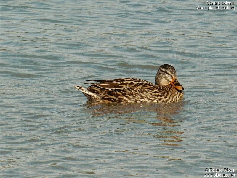 Mallard