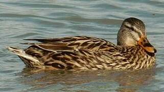 Canard colvert