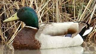 Mallard