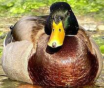 Mallard