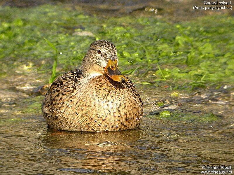 Canard colvert