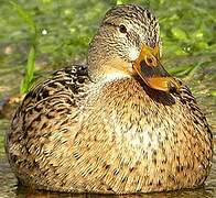 Canard colvert