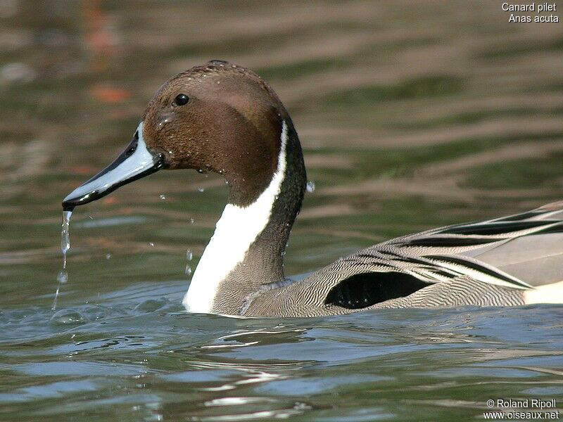 Northern Pintail male adult