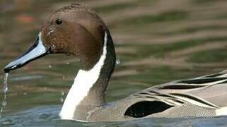 Northern Pintail