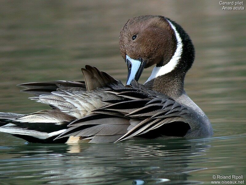 Canard pilet mâle adulte