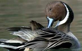 Northern Pintail