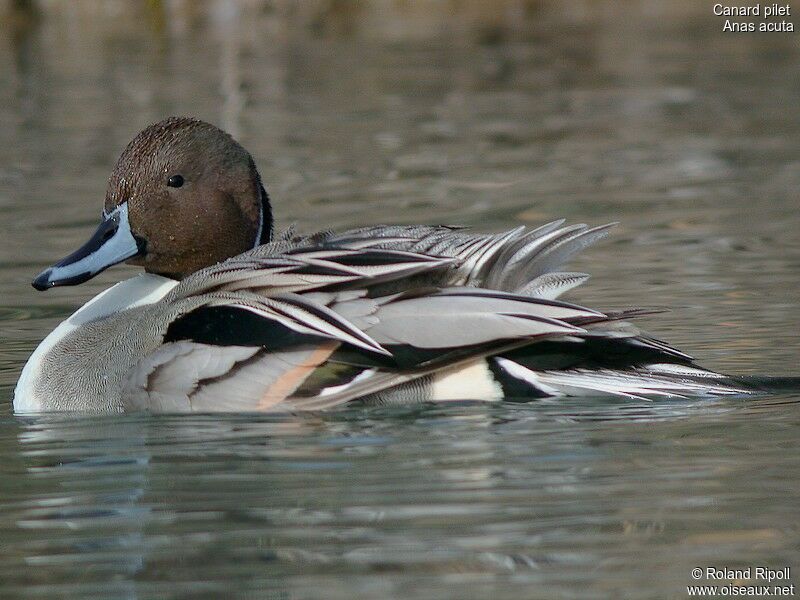 Canard pilet mâle adulte