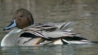 Northern Pintail