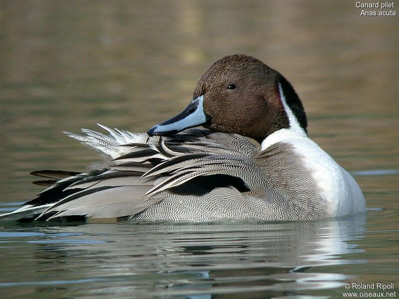 Canard pilet mâle adulte