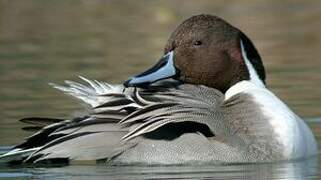 Canard pilet