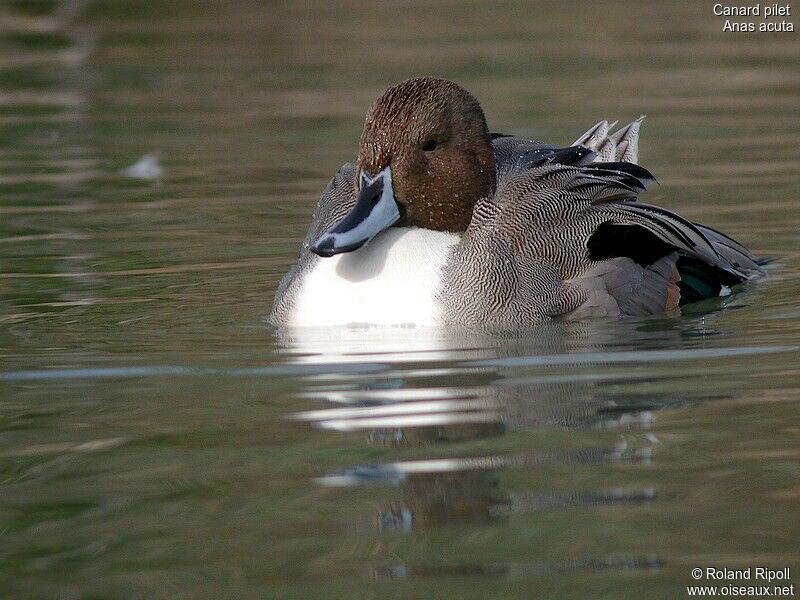 Northern Pintail male adult