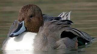 Canard pilet