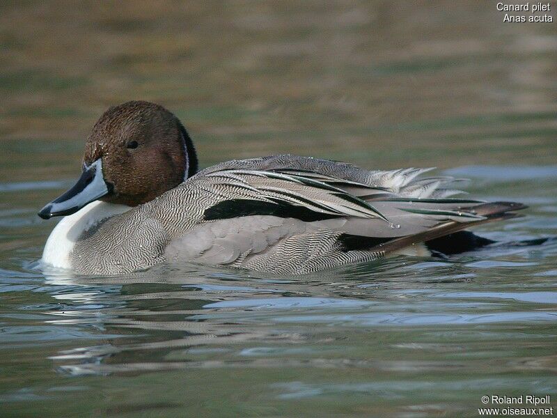 Canard pilet mâle adulte