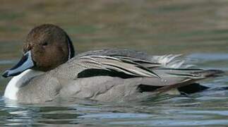 Northern Pintail