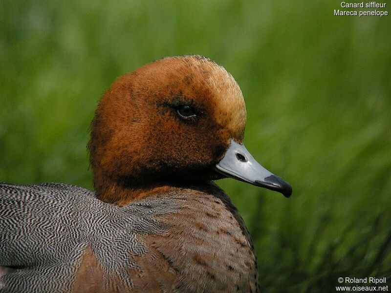 Canard siffleur mâle adulte nuptial