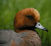 Eurasian Wigeon