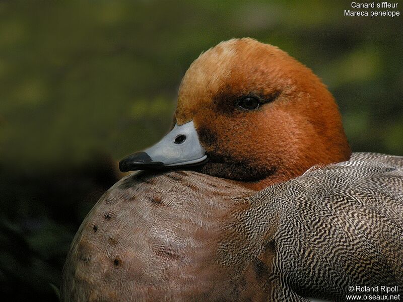 Canard siffleur mâle adulte nuptial