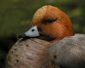 Canard siffleur