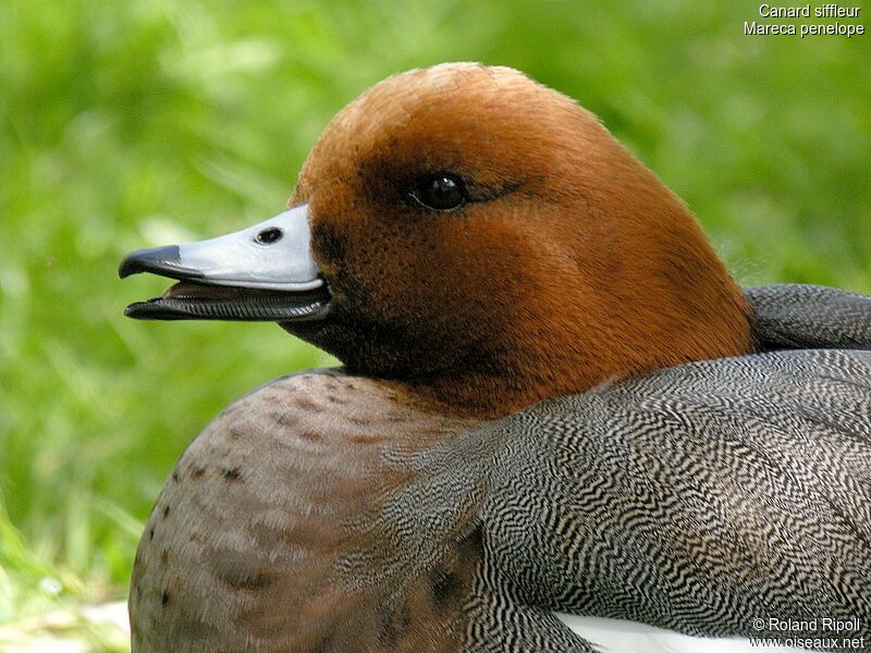 Eurasian Wigeon male adult breeding