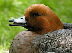 Eurasian Wigeon