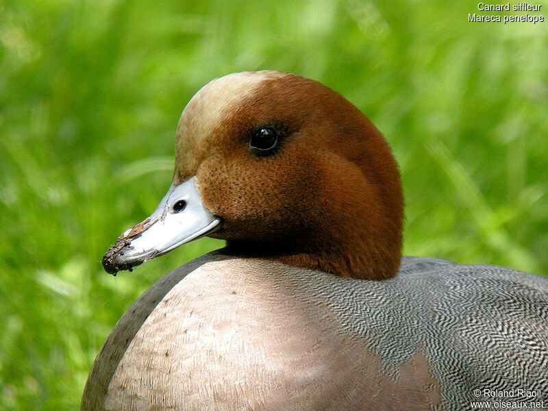 Canard siffleur mâle adulte nuptial