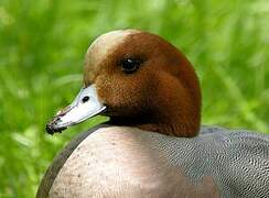 Eurasian Wigeon