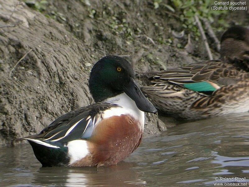 Canard souchet