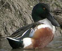 Northern Shoveler