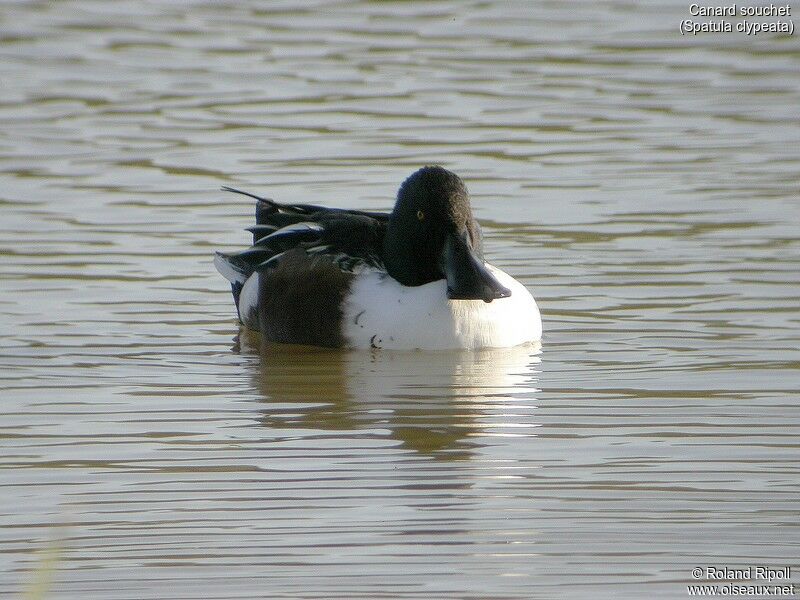 Northern Shoveler