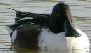 Northern Shoveler