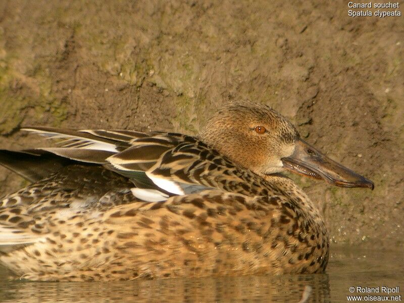 Canard souchet femelle adulte internuptial