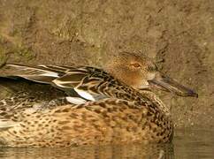 Northern Shoveler