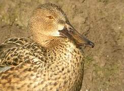 Northern Shoveler