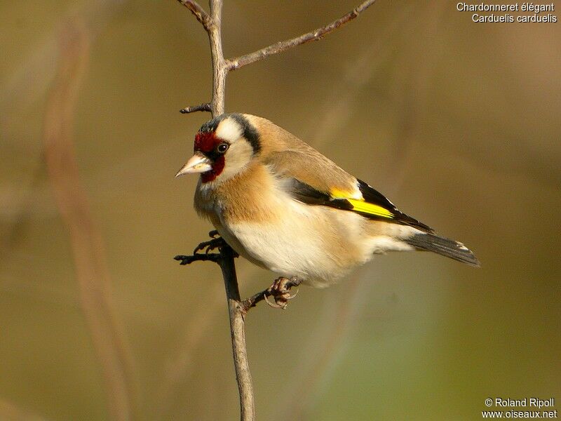 European Goldfinchadult post breeding