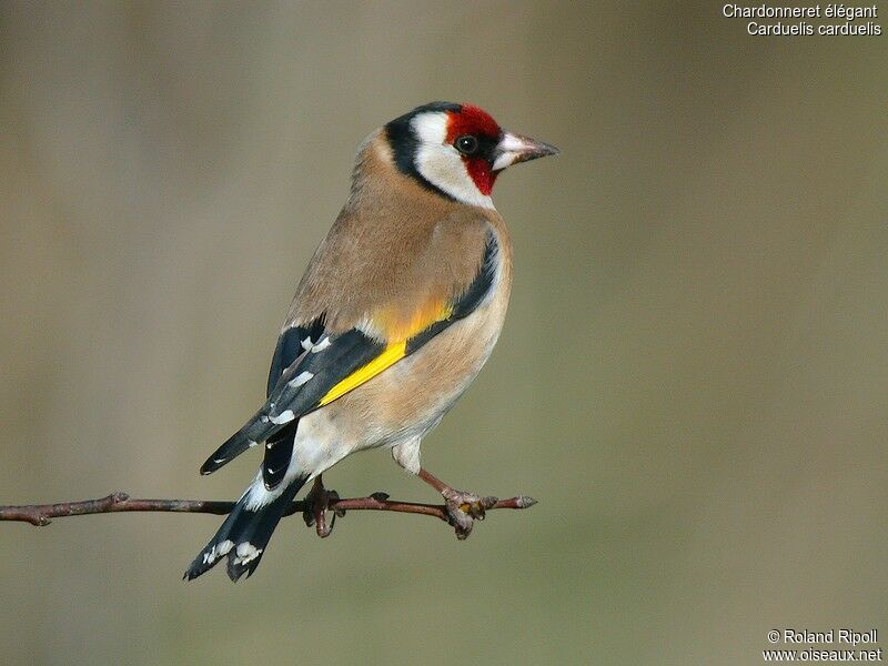 European Goldfinchadult post breeding