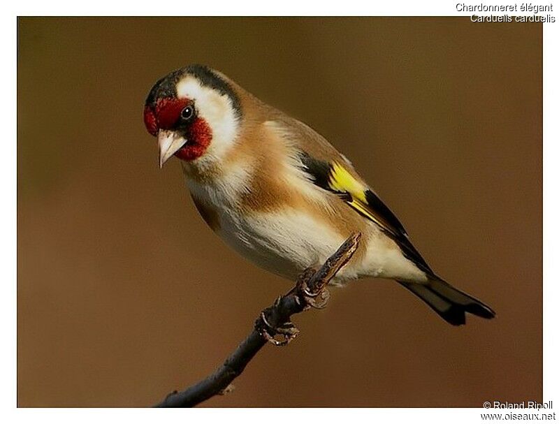 European Goldfinchadult post breeding