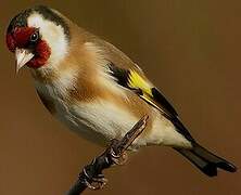 European Goldfinch