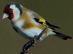 European Goldfinch