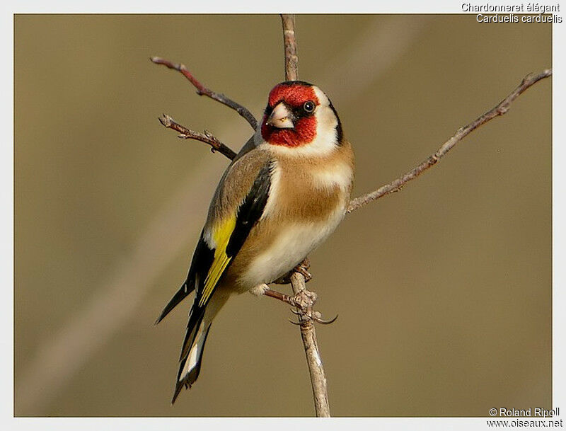 European Goldfinchadult post breeding