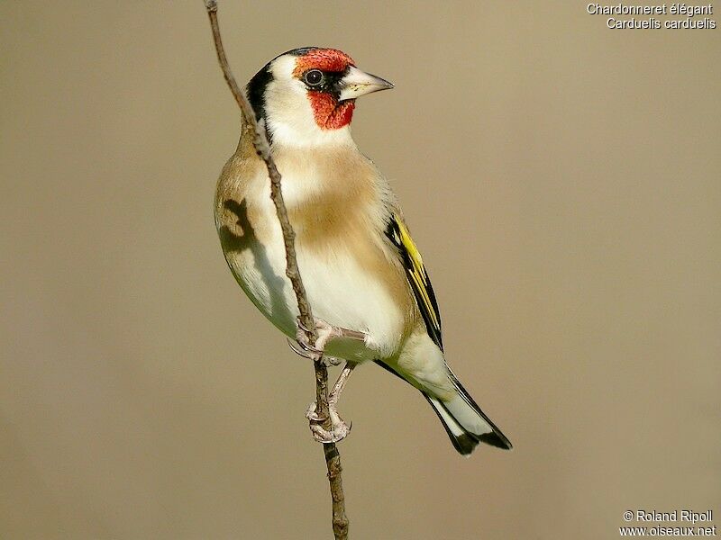 European Goldfinchadult post breeding