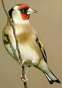 European Goldfinch