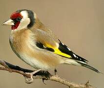 European Goldfinch