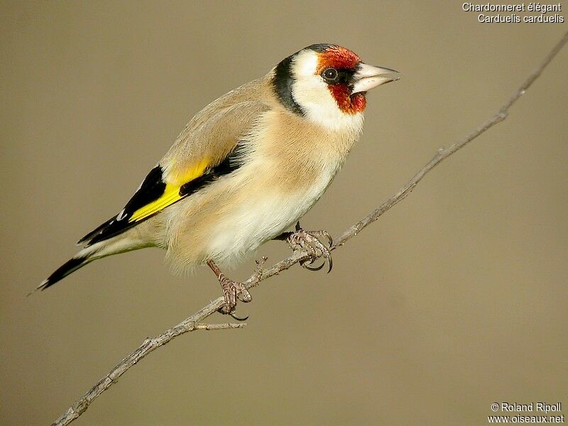 European Goldfinchadult post breeding