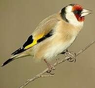 European Goldfinch