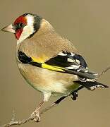 European Goldfinch