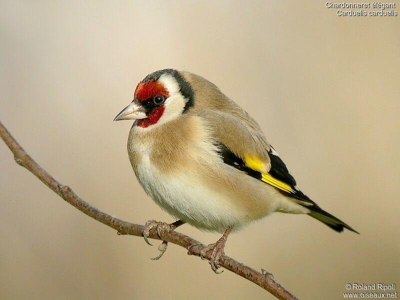 European Goldfinchadult post breeding