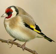 European Goldfinch